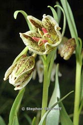 fritillaria purdii thumbnail graphic